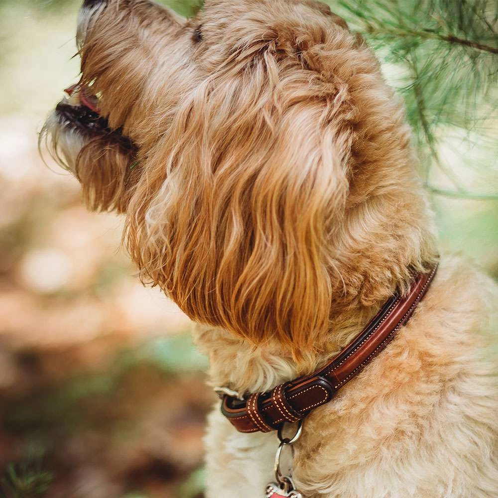 Bentley Deluxe Raised Collar