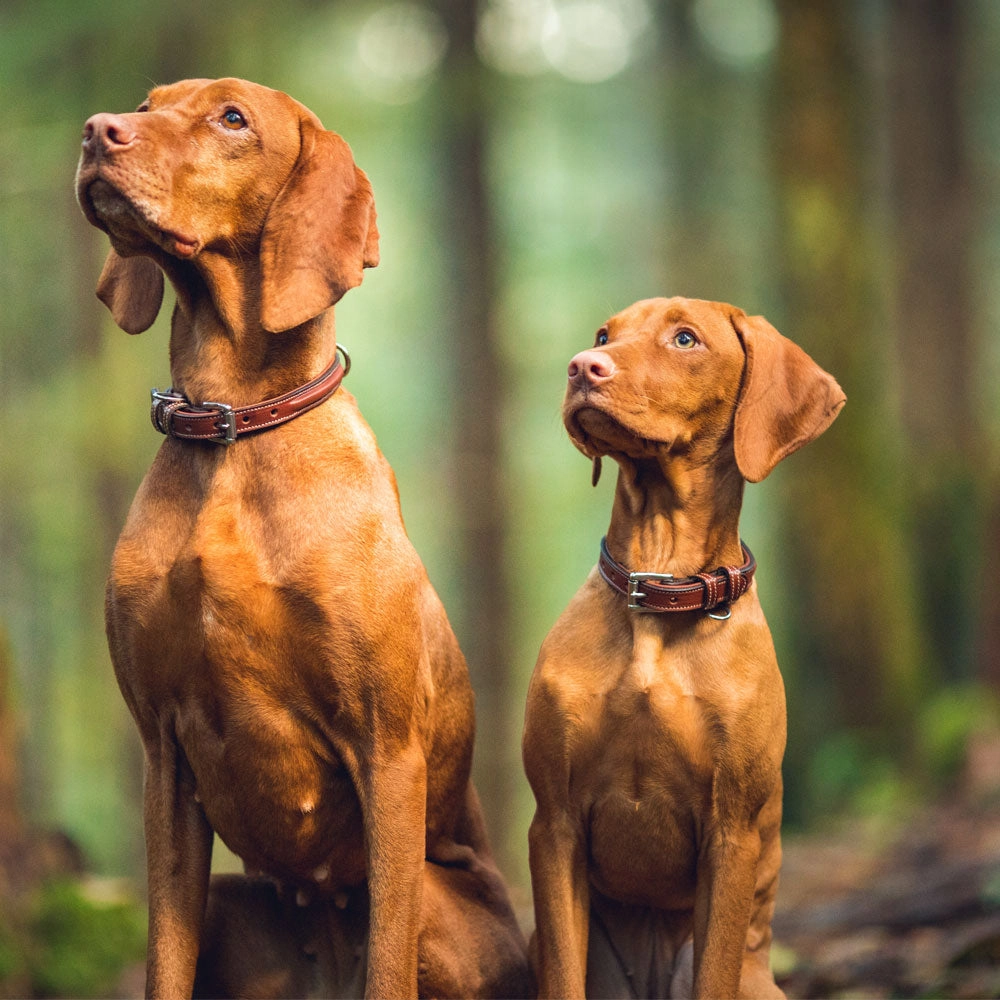 Bentley Deluxe Raised Collar
