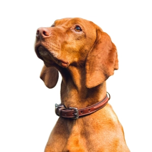 Bentley Deluxe Raised Collar