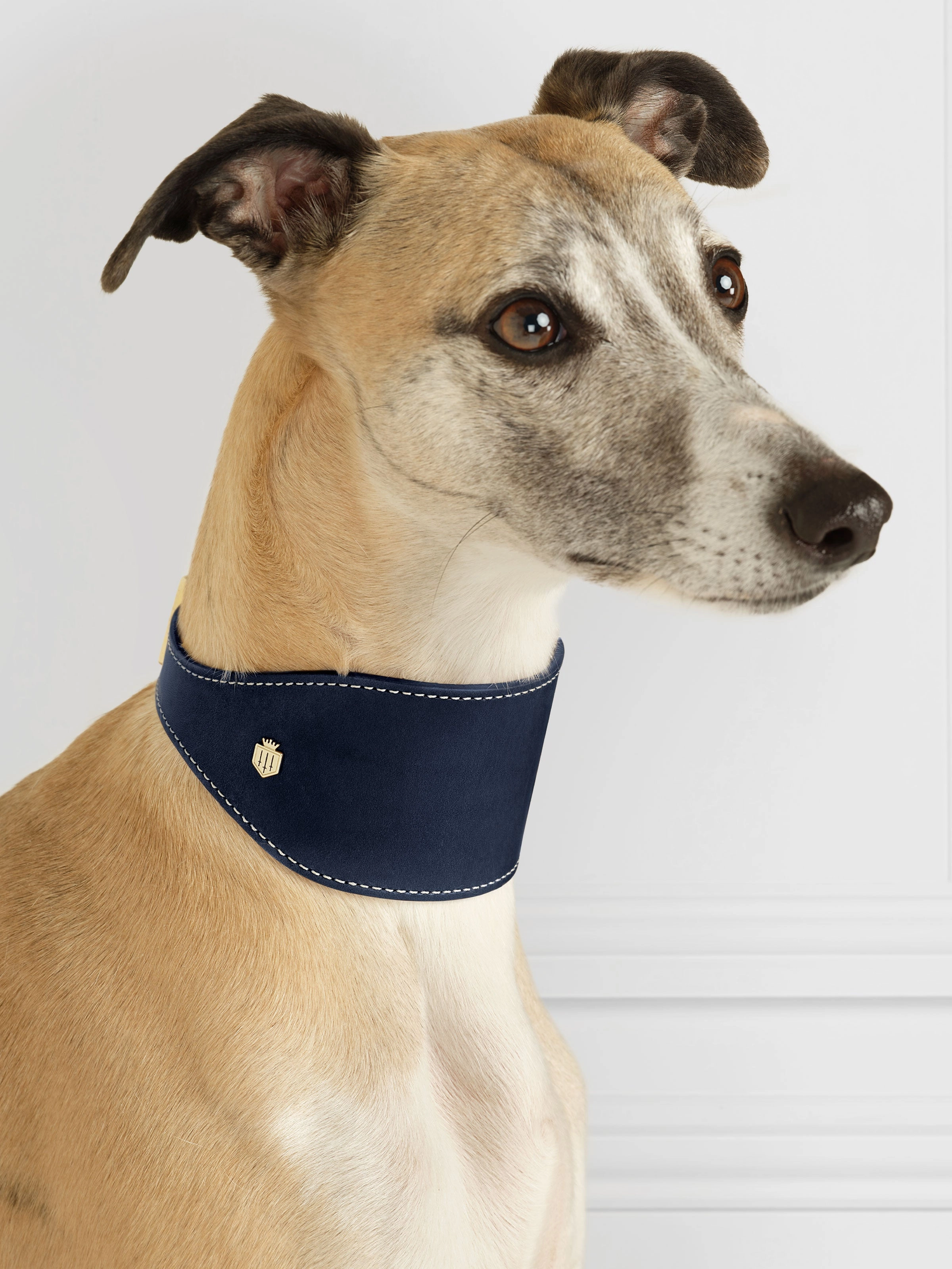 Fig Whippet Dog Collar - Navy
