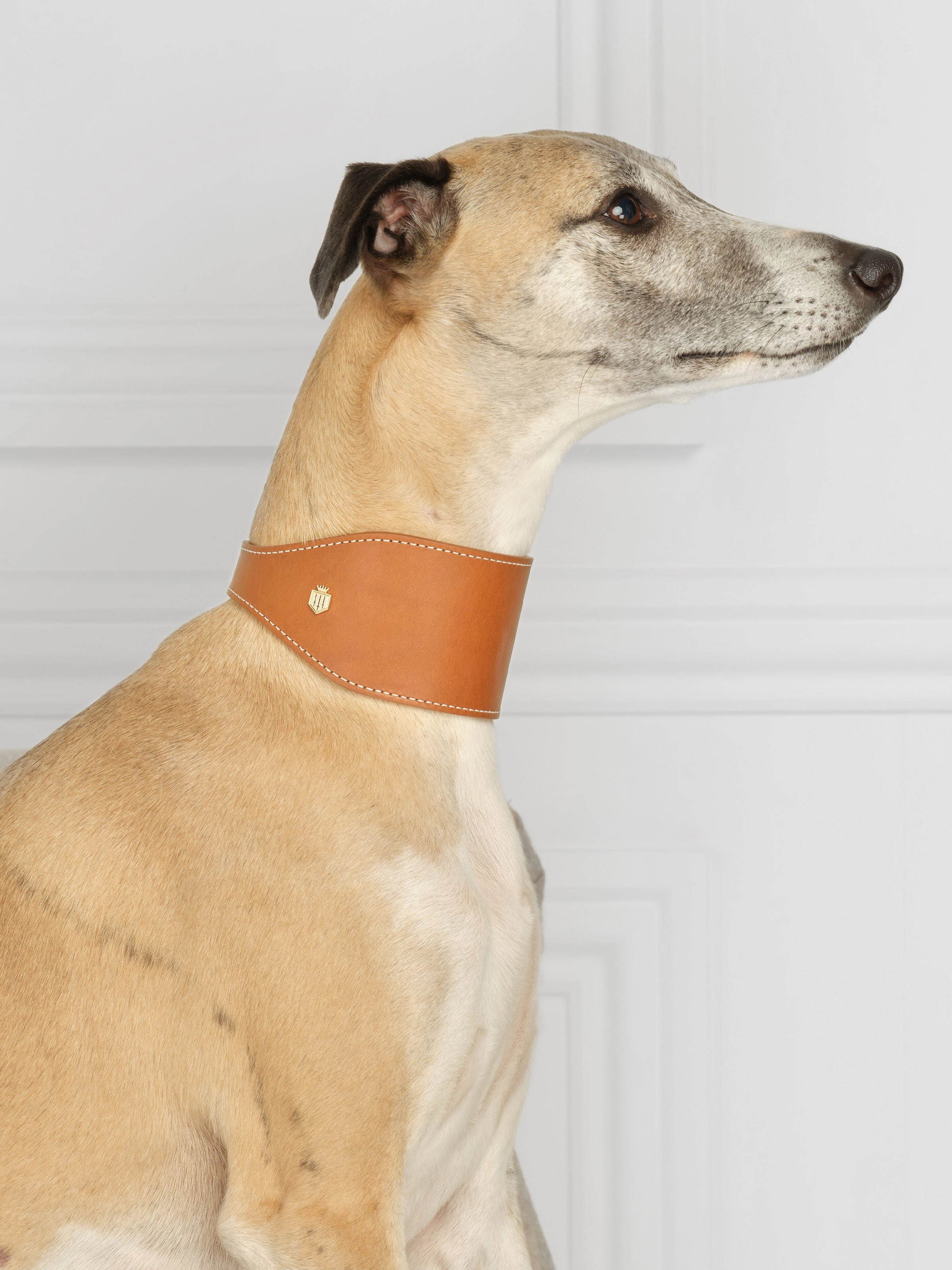 Fig Whippet Dog Collar - Tan