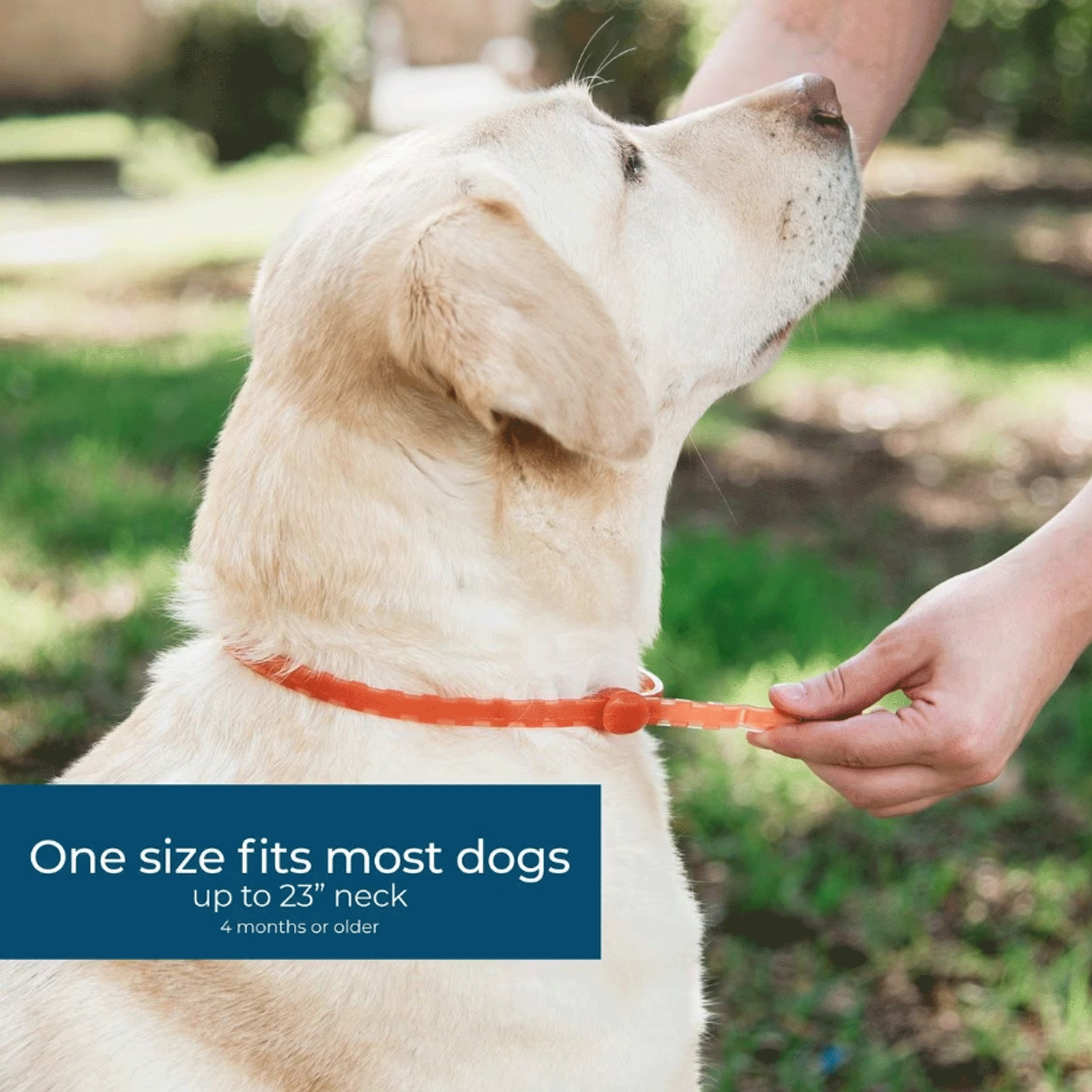 Wondercide Collar Cedar Dog Flea and Tick